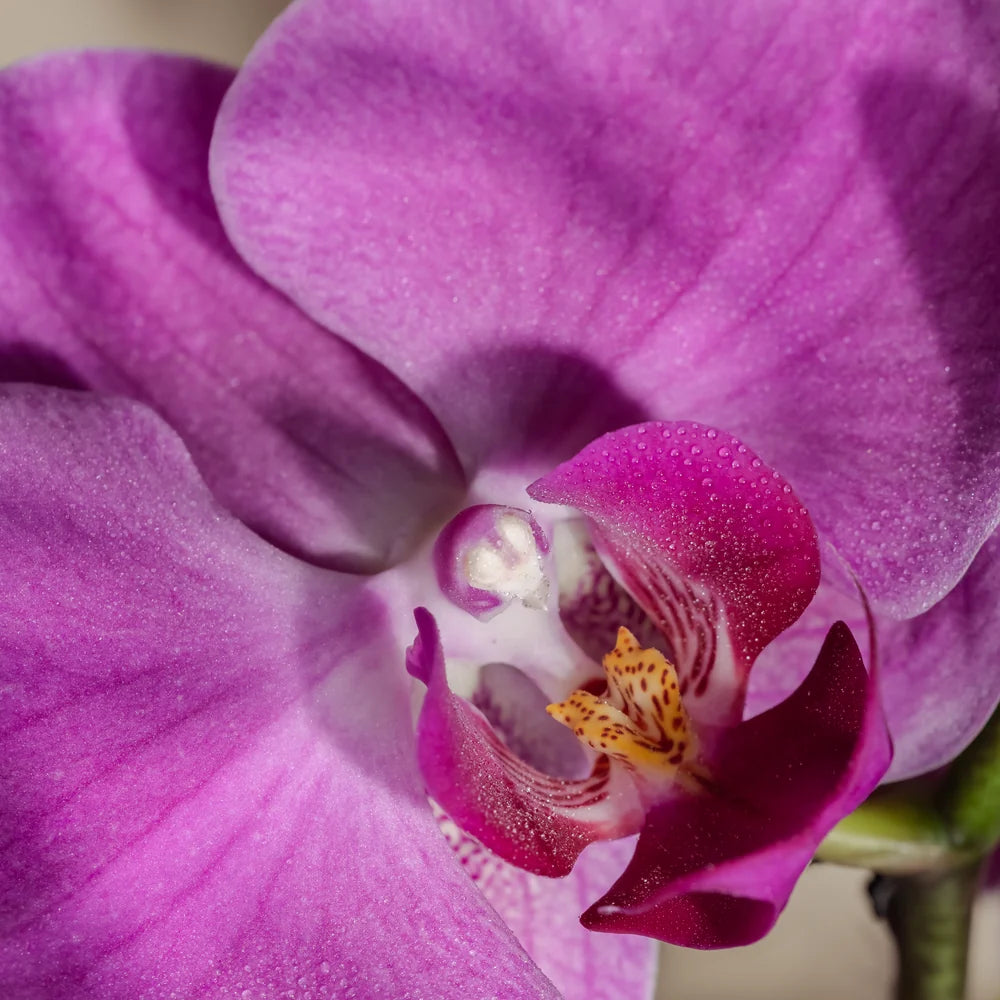 Diffuser Refill | Aloha Orchid