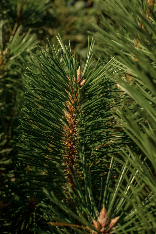 Diffuser Refill | Balsam & Cedar by Illume